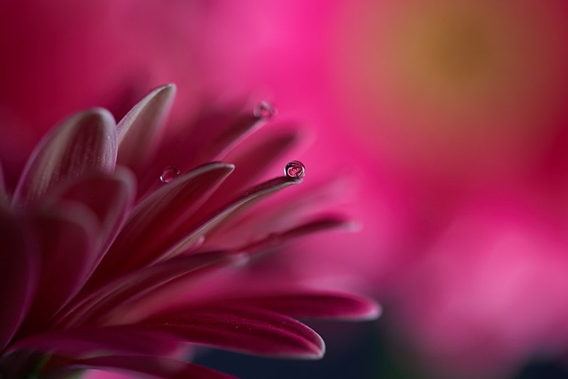 Macro photography - water droplets on pink petals.