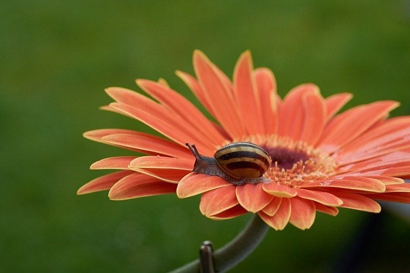 macro shot of snail on orange flower.