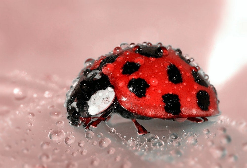 Macro photography tips - macro shot of ladybird covered in water droplets.