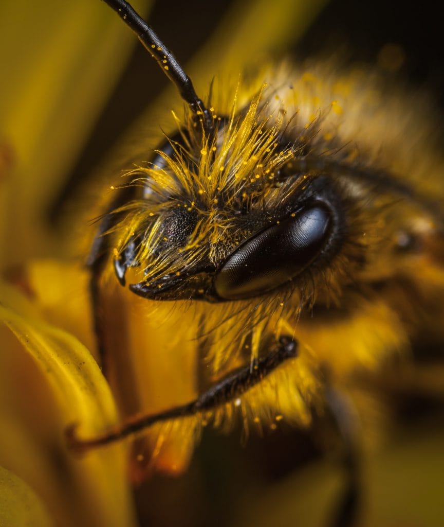macro photo of bee